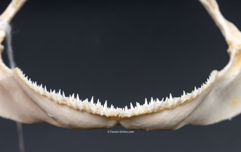 Whitetip Reef Shark Jaw w/ DATA
