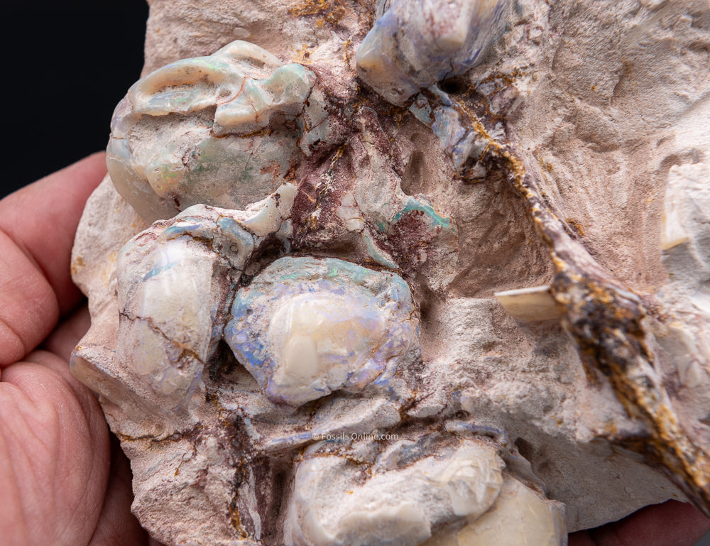 Polished Australian Opalized Clams in Original Matrix