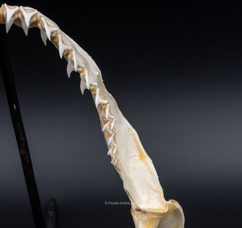 Bigeye Thresher Shark Jaw right side