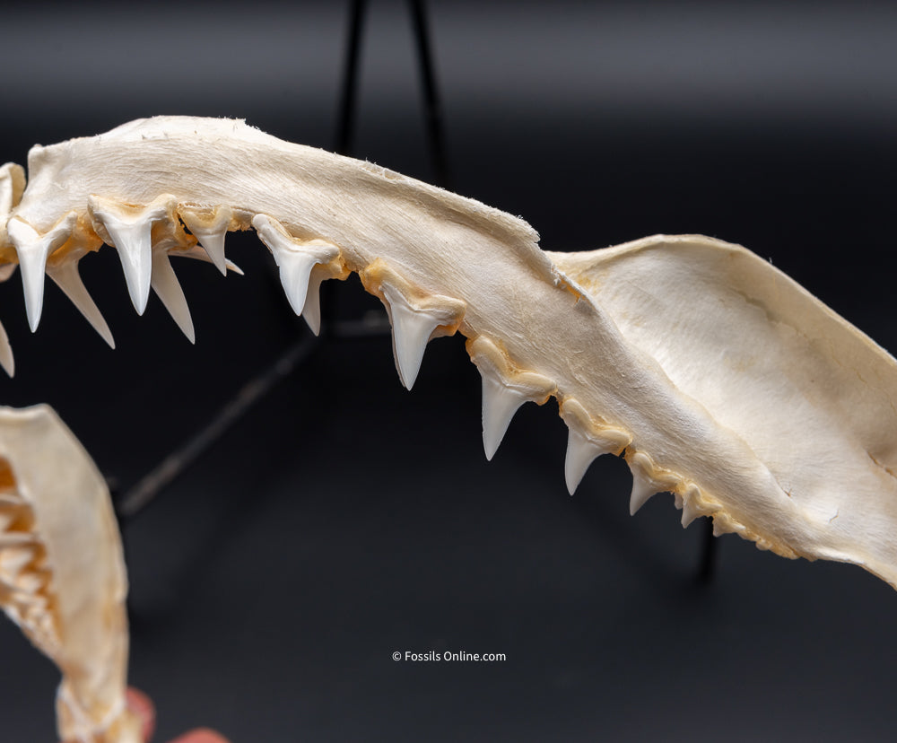 Longfin Mako Shark Jaw w/ DATA