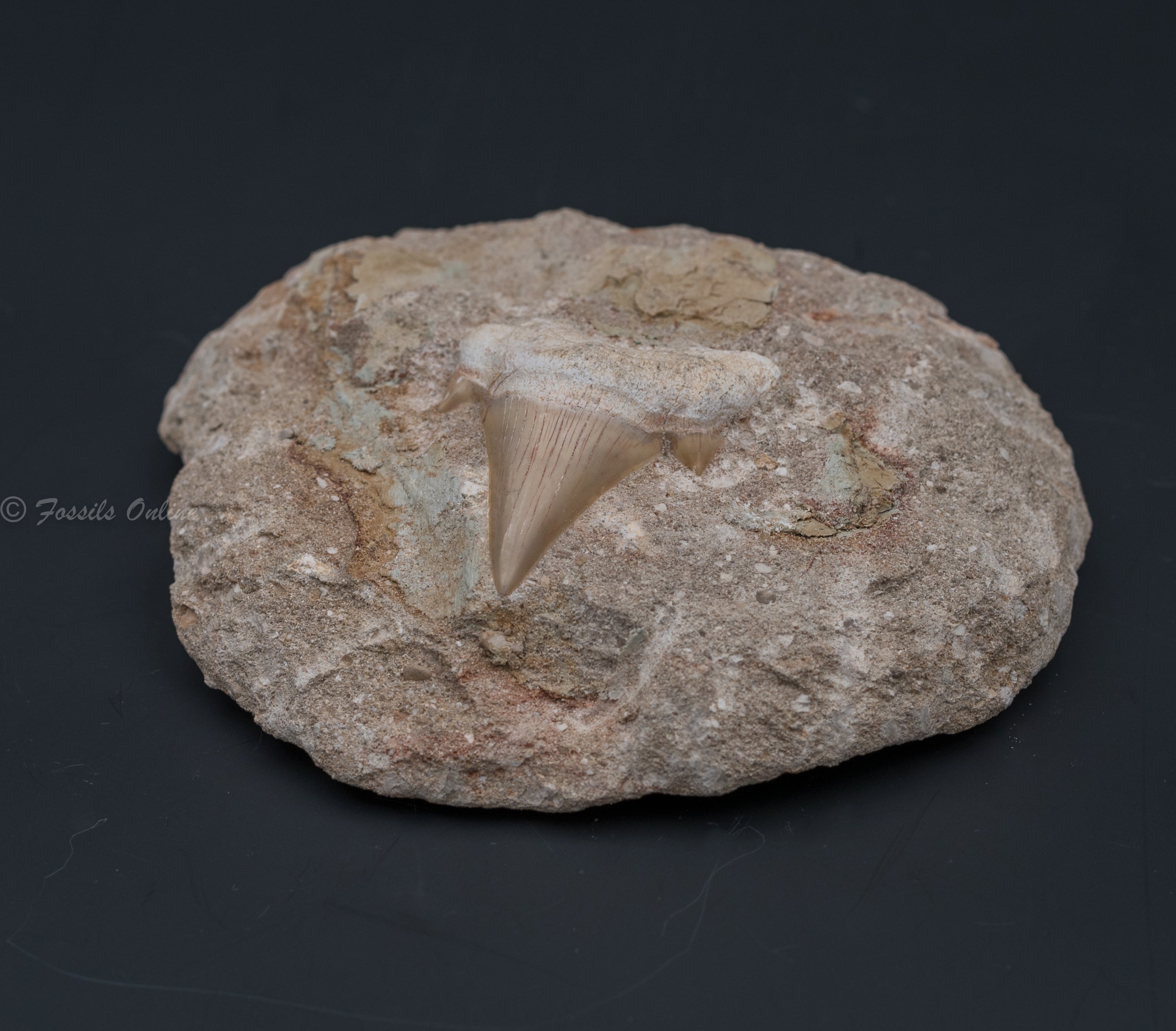 Otodus Shark Tooth in Original Matrix