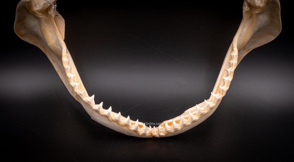 Dusky Shark Jaw w/DATA
