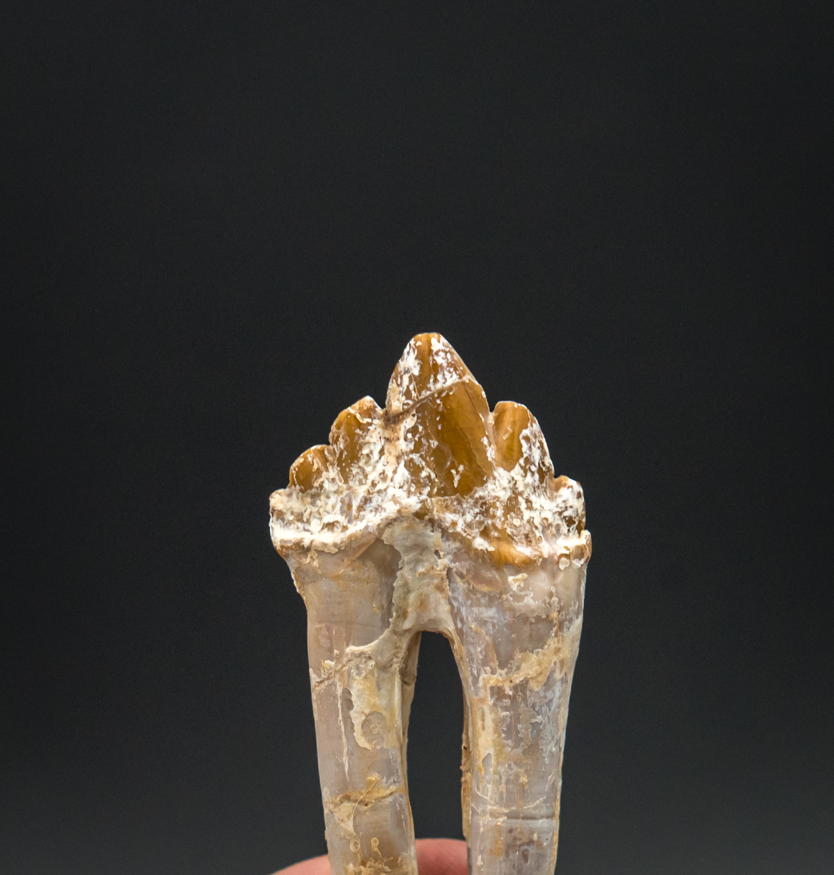 Basilosaurid Fossil Tooth Morocco