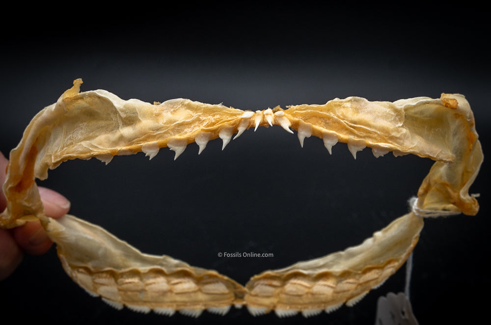 Sixgill Shark Jaw w/DATA