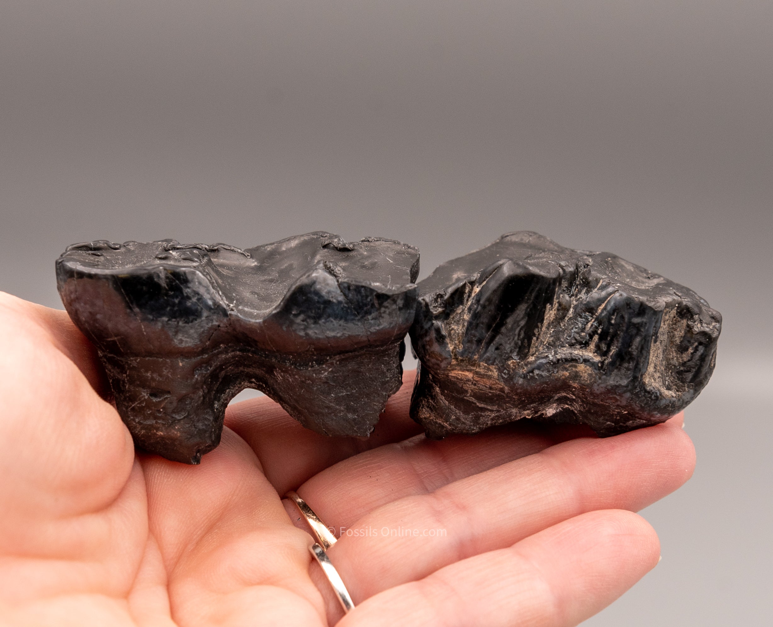 Pair of Associated Juvenile Gomphothere Teeth Florida Fossils