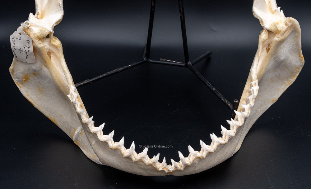 Bull Shark Jaw For Sale bot