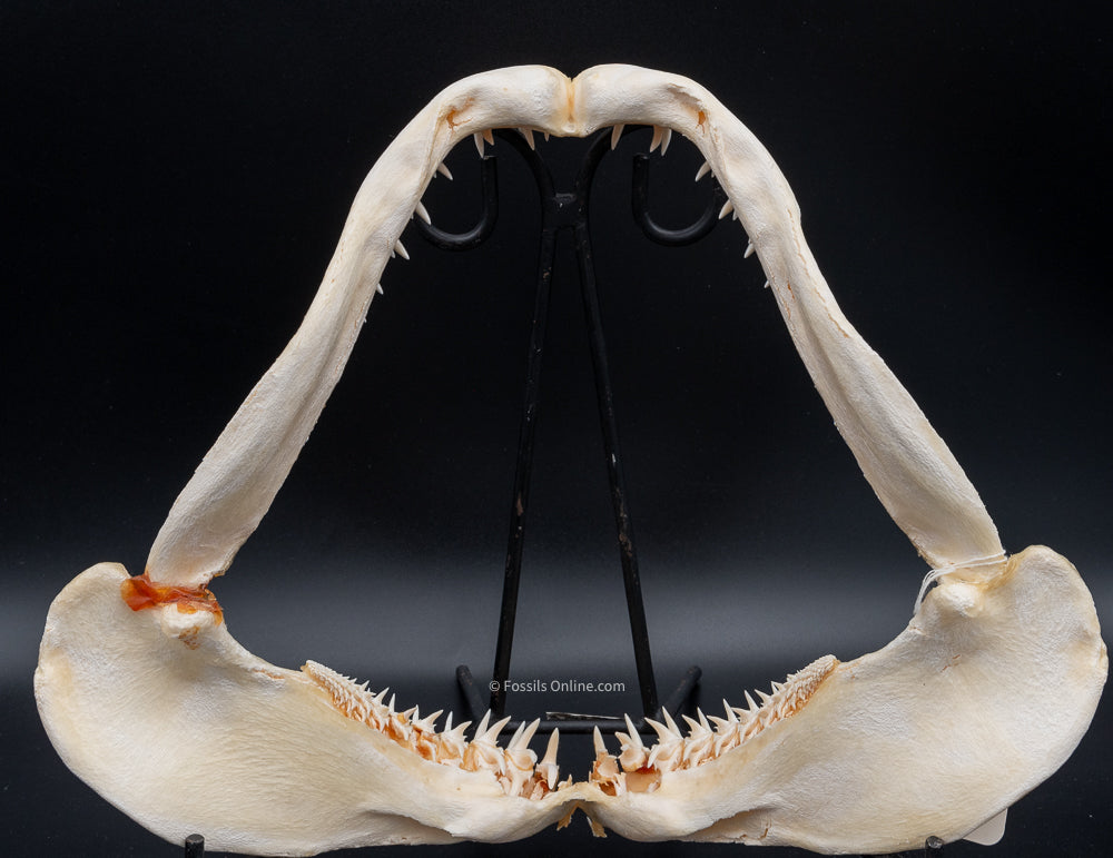 Sandtiger Shark Jaw w/DATA