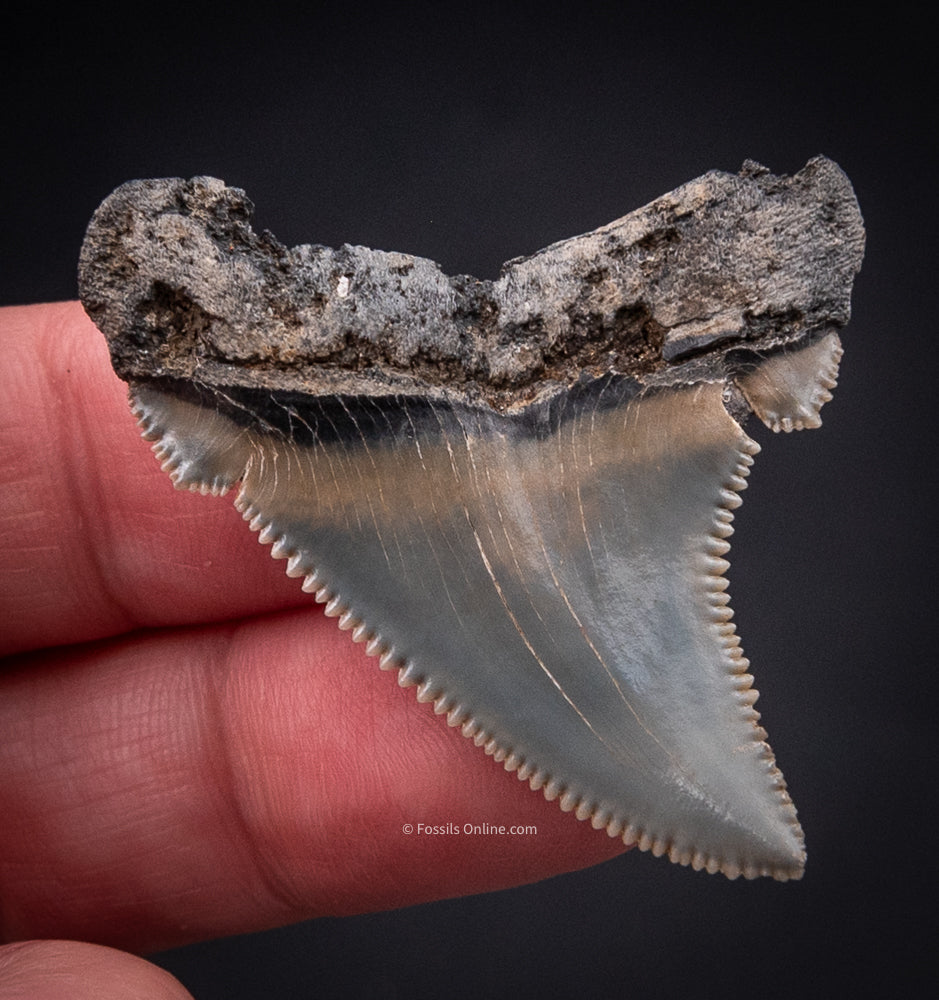 Angustidens Shark Tooth