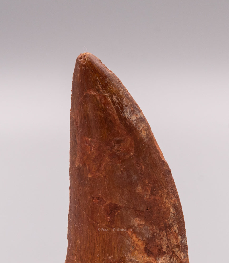 Carcharodontosaurus Tooth not T. rex. Theropod Dinosaur