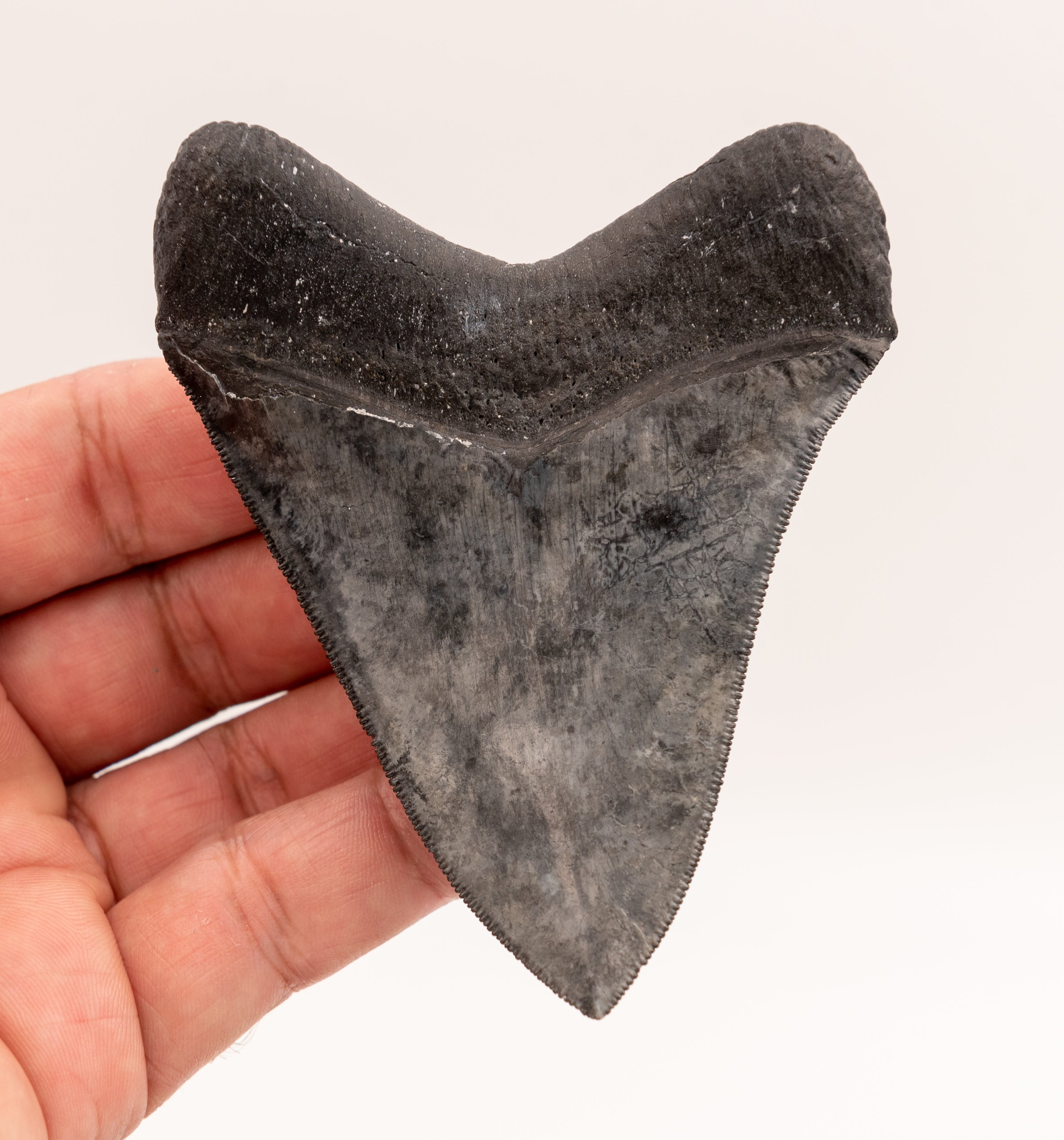 FINEST Florida Megalodon Tooth.