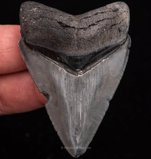 Venice Megalodon Shark Tooth