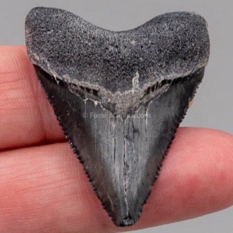 Venice Megalodon Shark Tooth