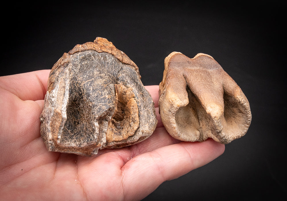 Pair of Woolly Rhino Teeth Siberia