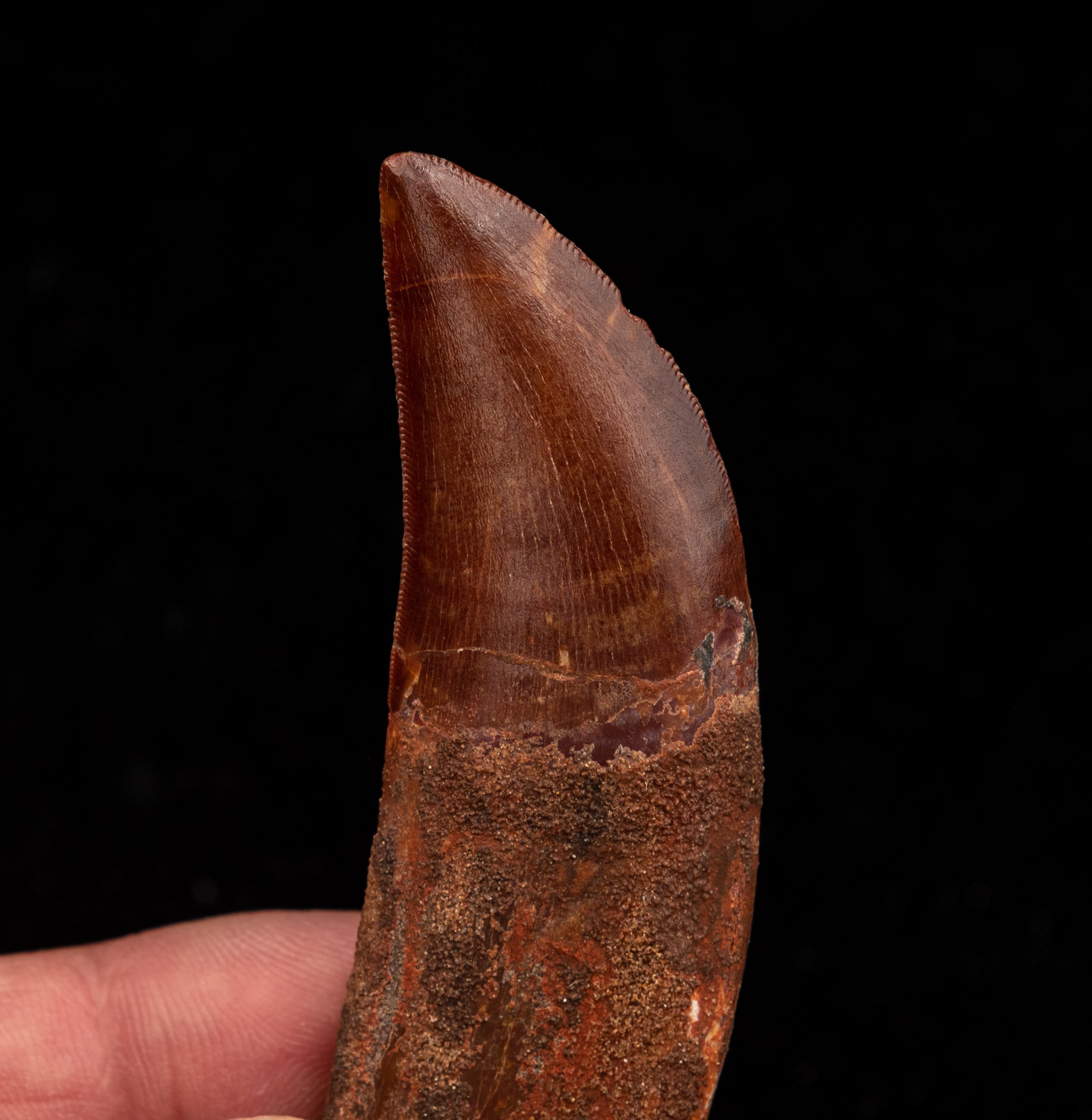 ROOTED Carcharodontosaurus Tooth  not T. rex. Theropod Dinosaur
