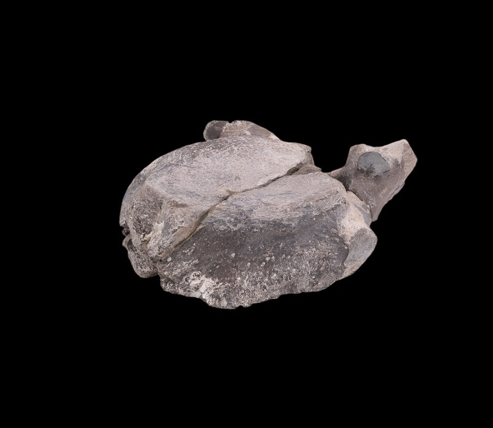Maiasaura Dinosaur Vertebra Two Medicine Formation
