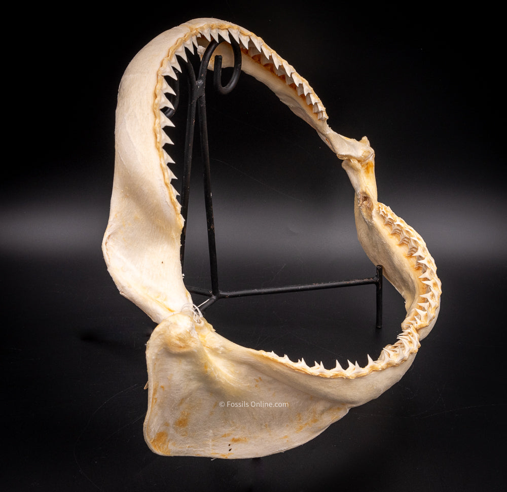 Dusky Shark Jaw w/DATA