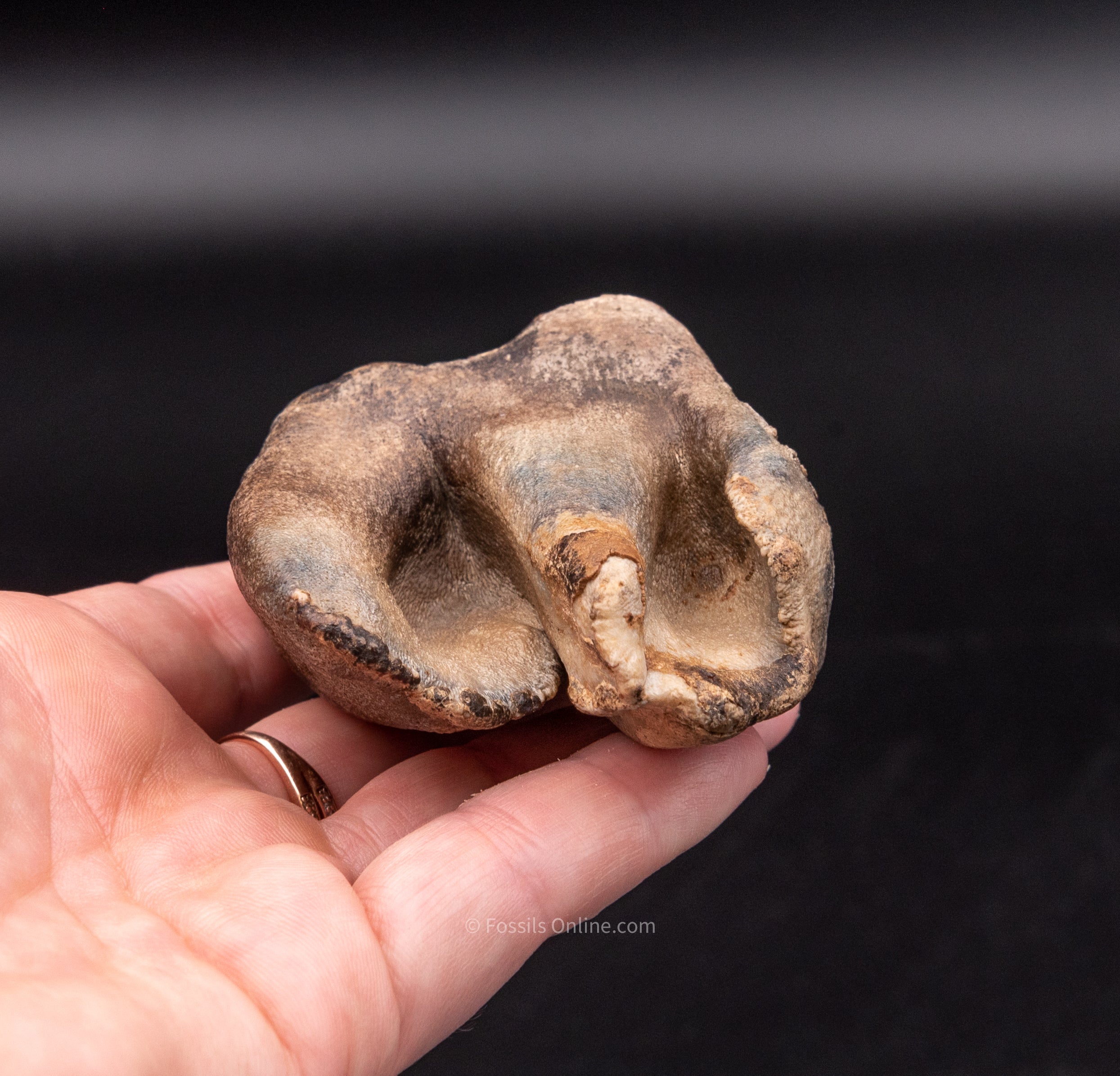 Fine Woolly Rhino Tooth Siberia