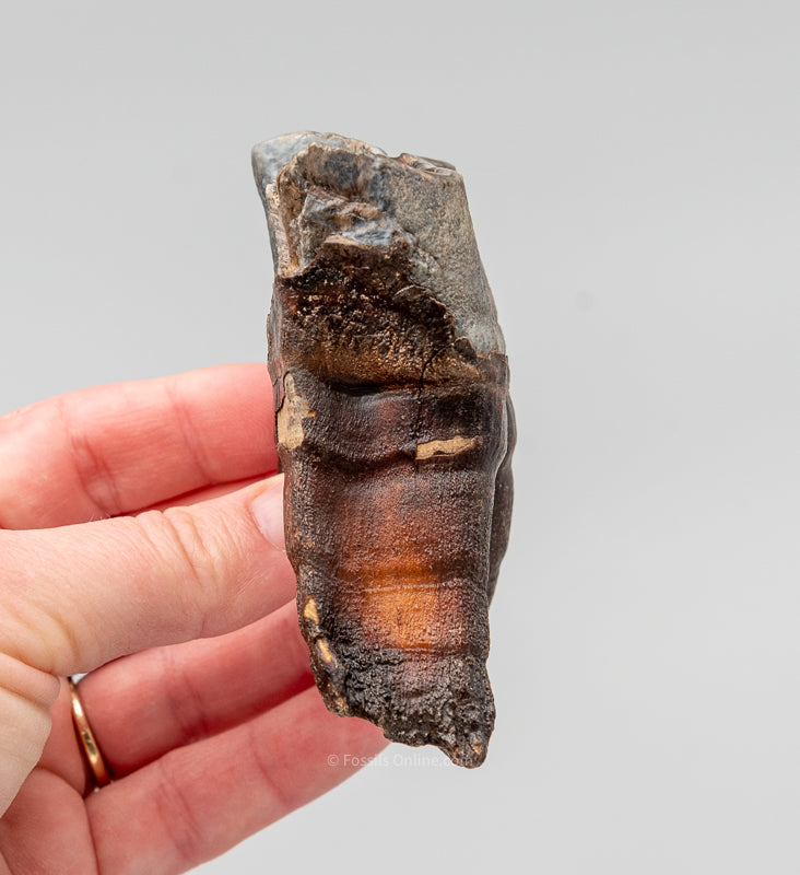 Rooted Woolly Rhino Tooth Siberia