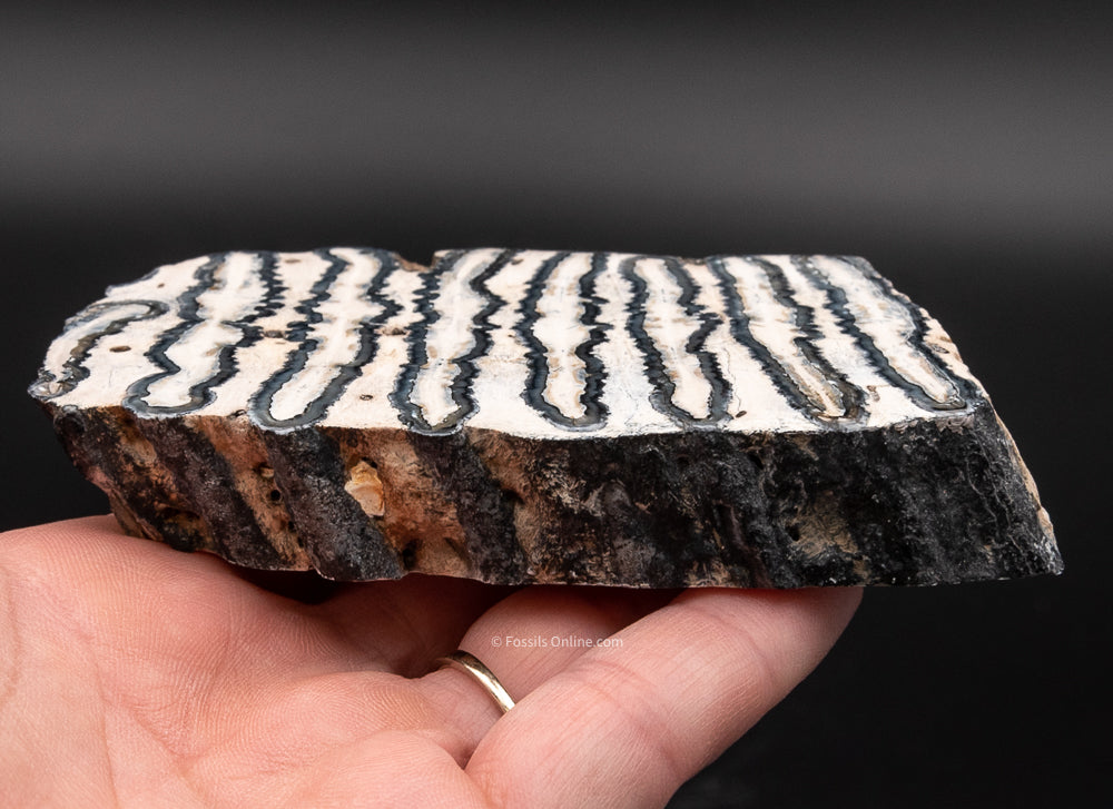 Polished Mammoth Tooth Slice from Venice