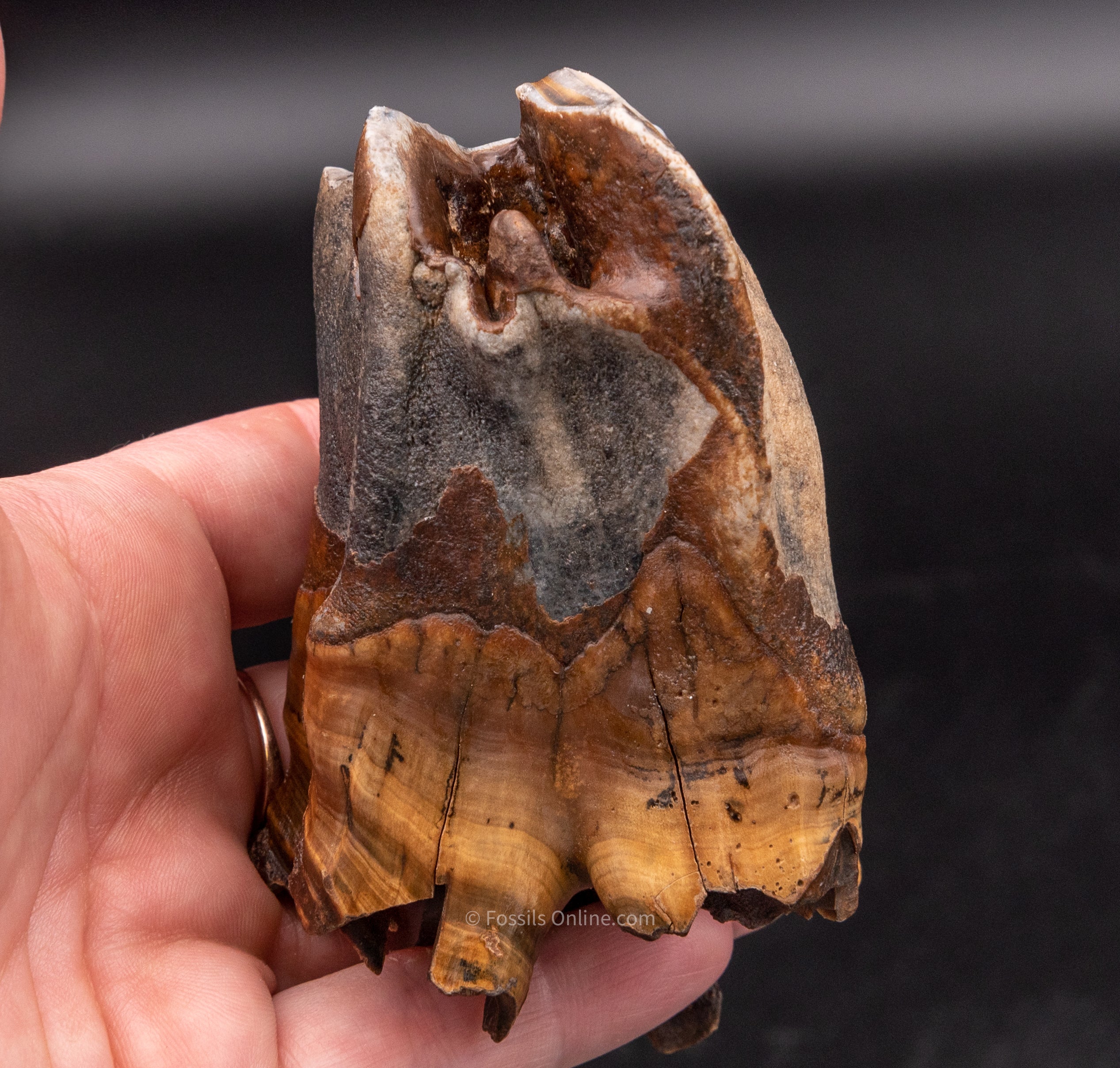 Woolly Rhino Tooth w/ Roots Siberia