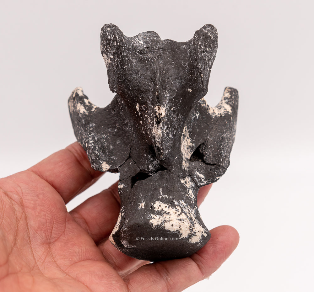Ultra Rare Fossil Glyptodont Vertebra