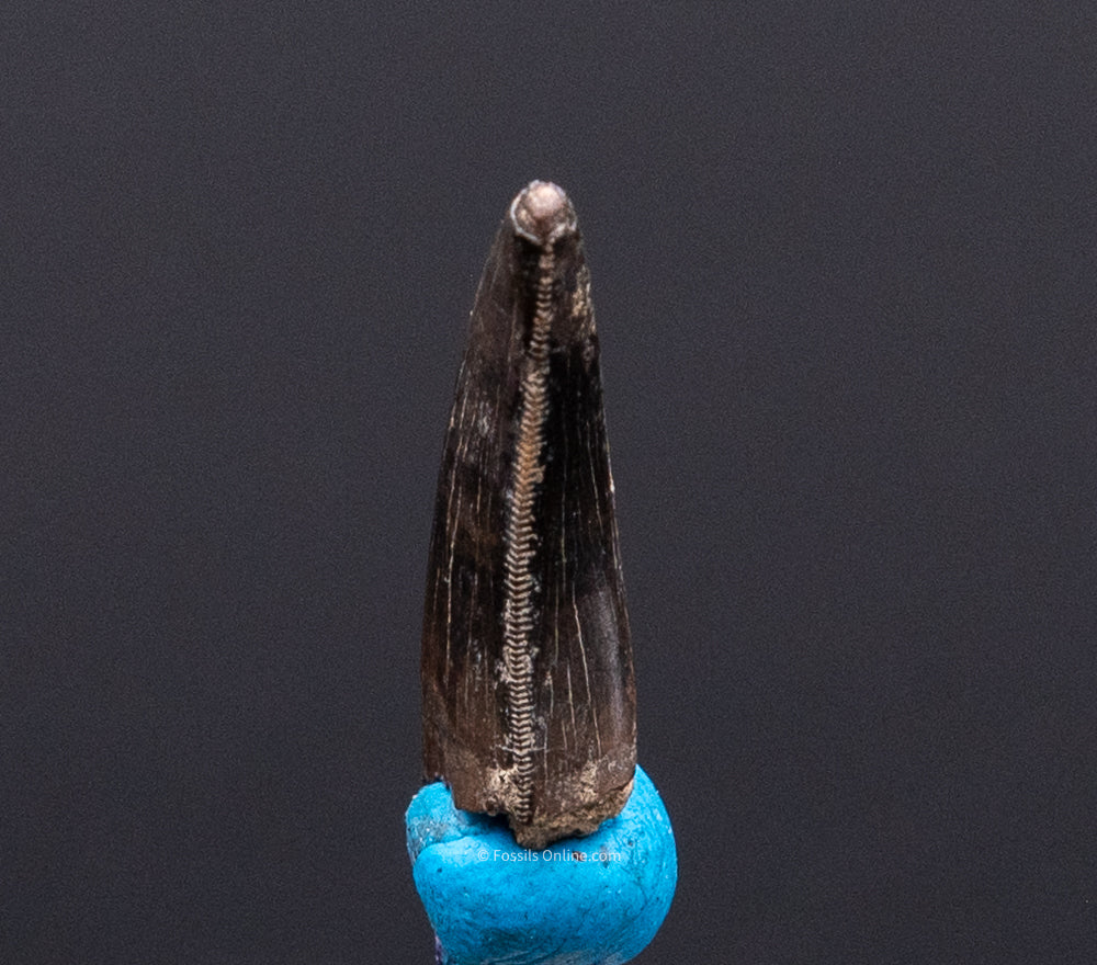 Serrated Nanotyrannus Tooth Cretaceous SD