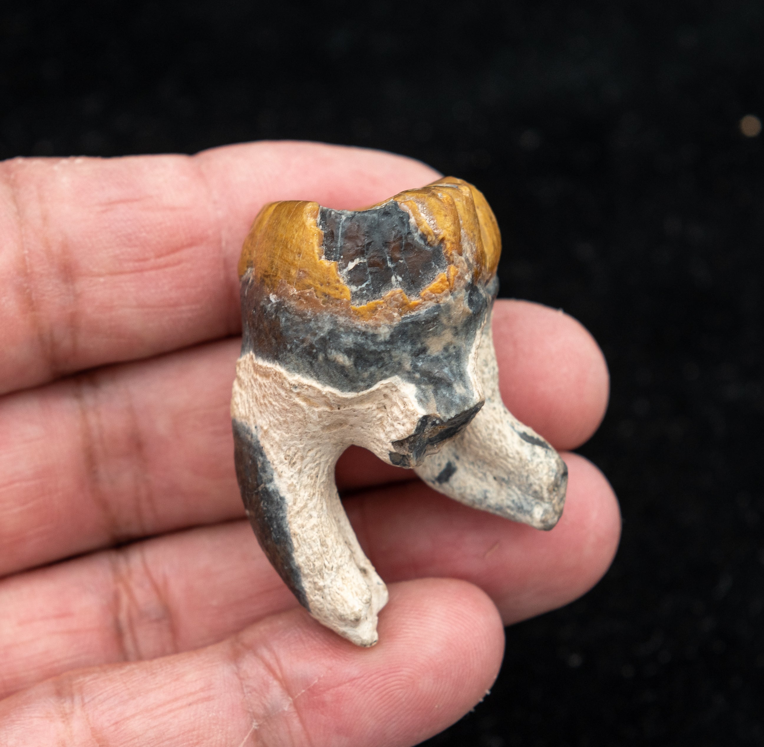 Fossil Dugong Tooth Gainesville Creek