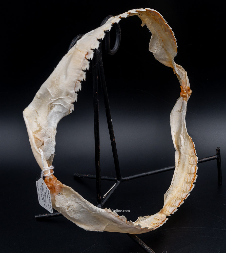 Bramble Shark Jaw side