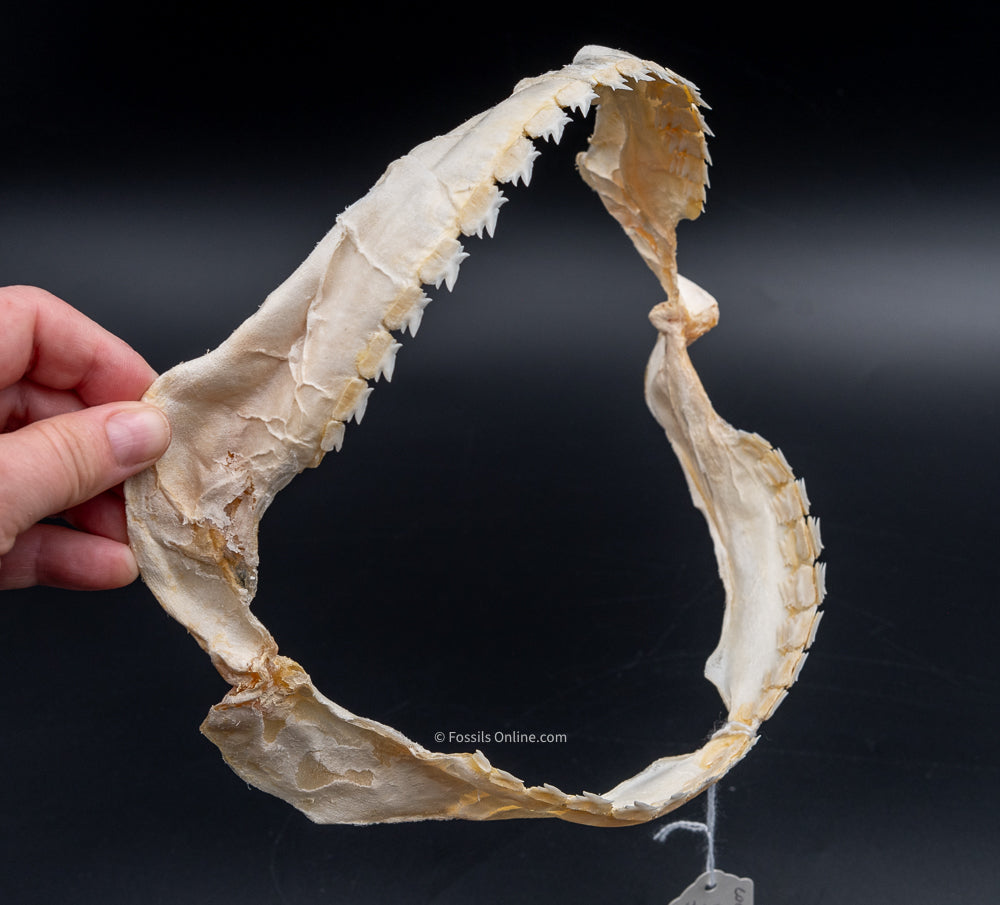 Bramble Shark Jaw side