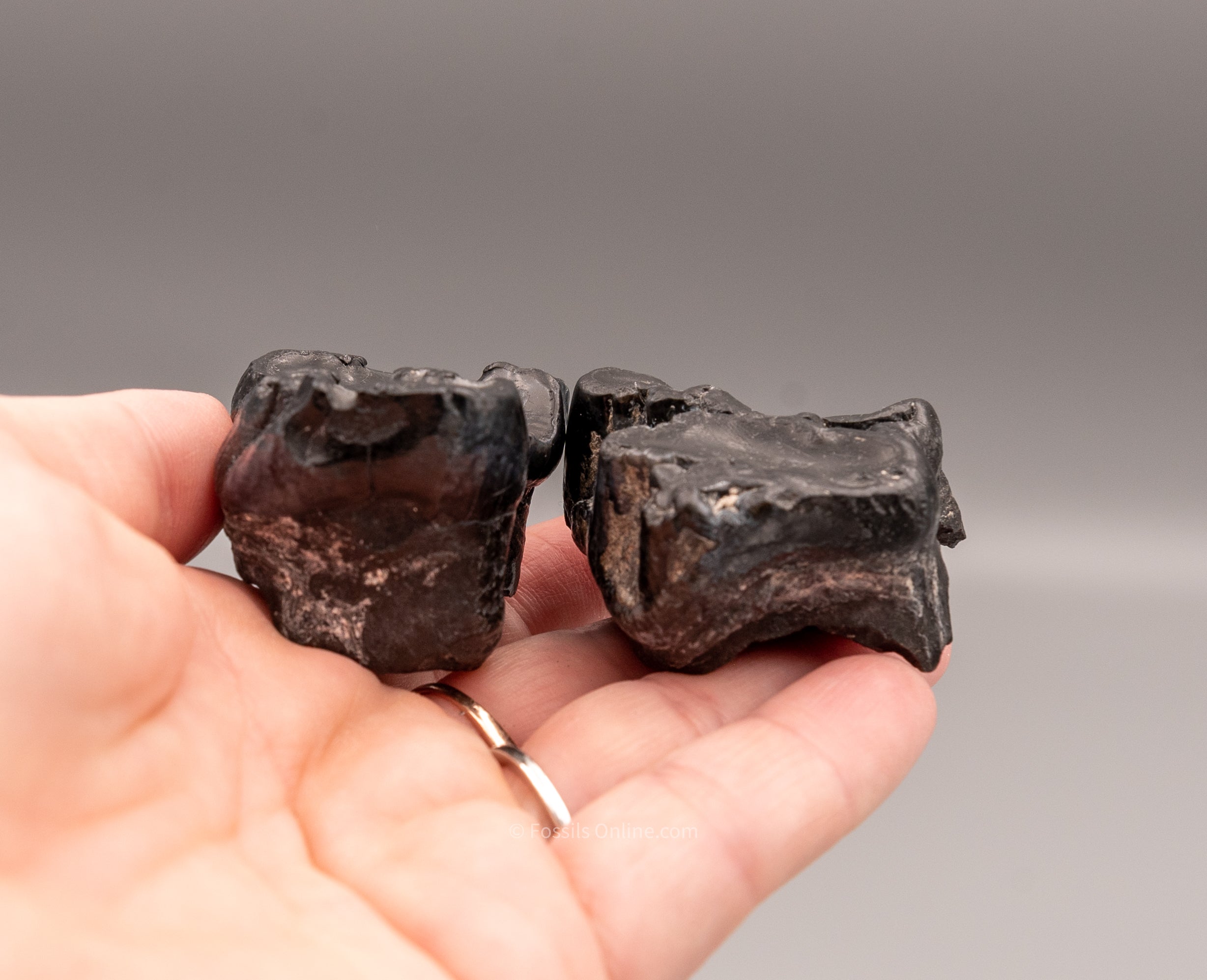 Pair of Associated Juvenile Gomphothere Teeth Florida Fossils