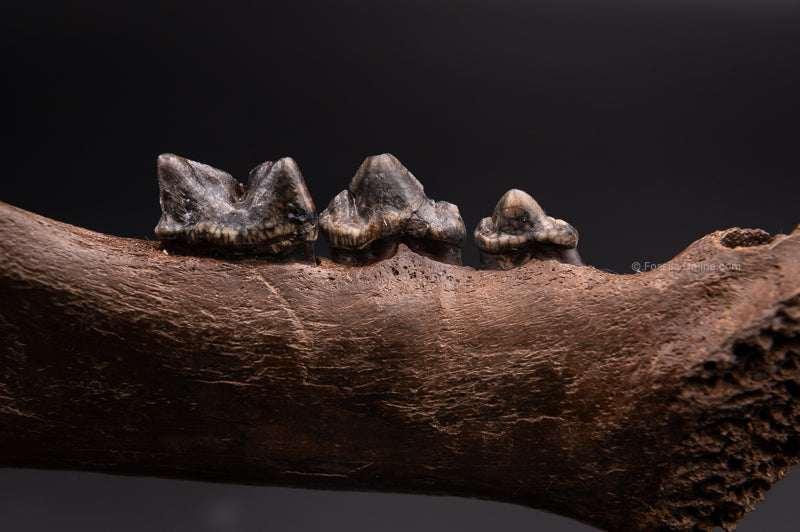 FINEST Fossil Cave Lion Jaw No Restoration