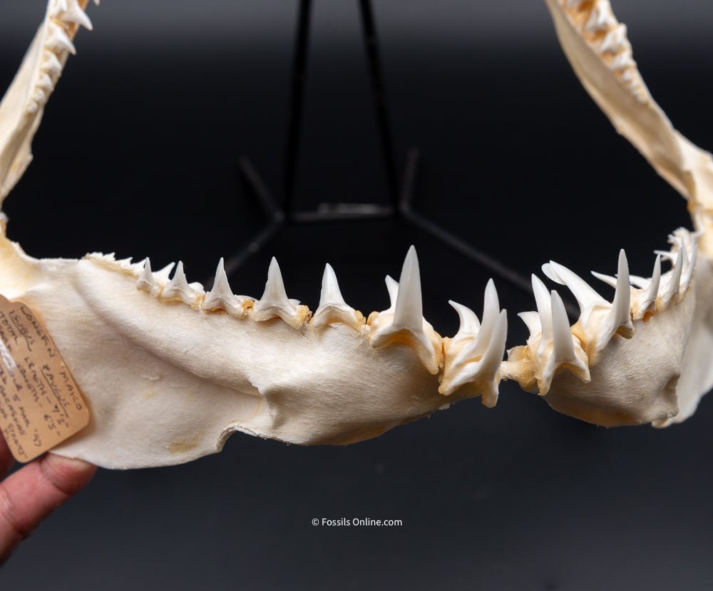 Longfin Mako Shark Jaw w/ DATA