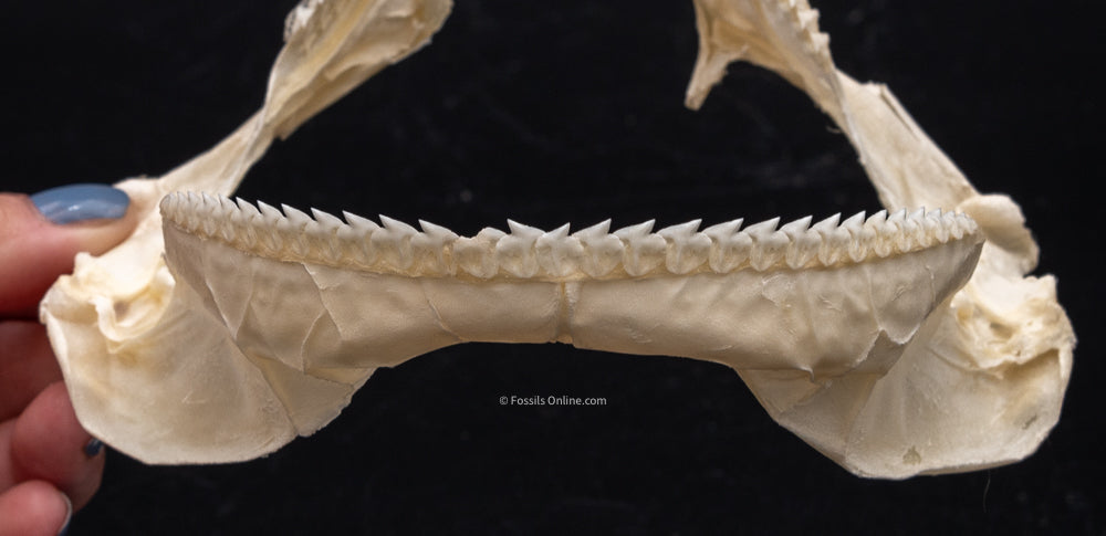 Gulper shark Jaw w/DATA