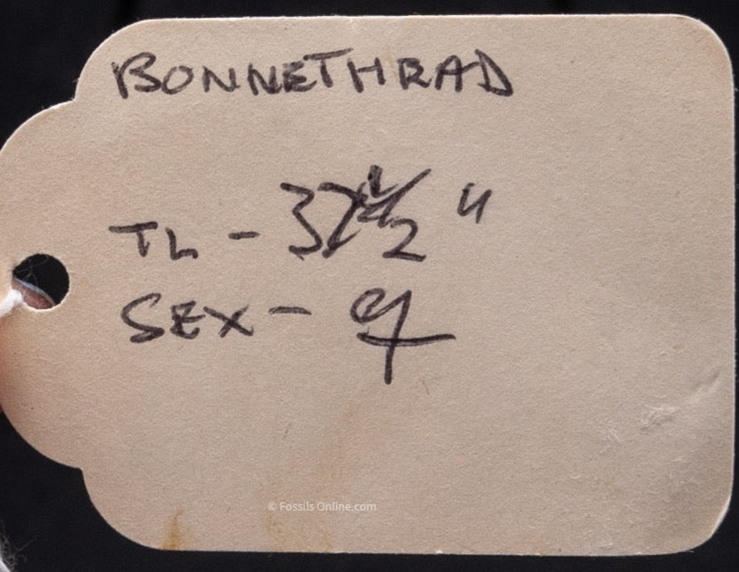 Bonnethead Shark w/DATA