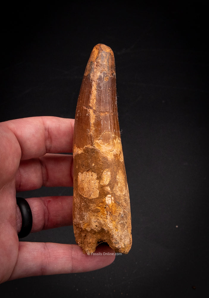 XLG Spinosaurus Dinosaur Tooth 4.24”