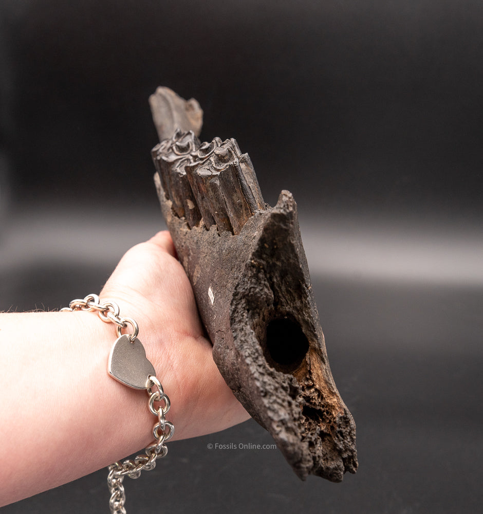 Florida Fossil Bison Jaw