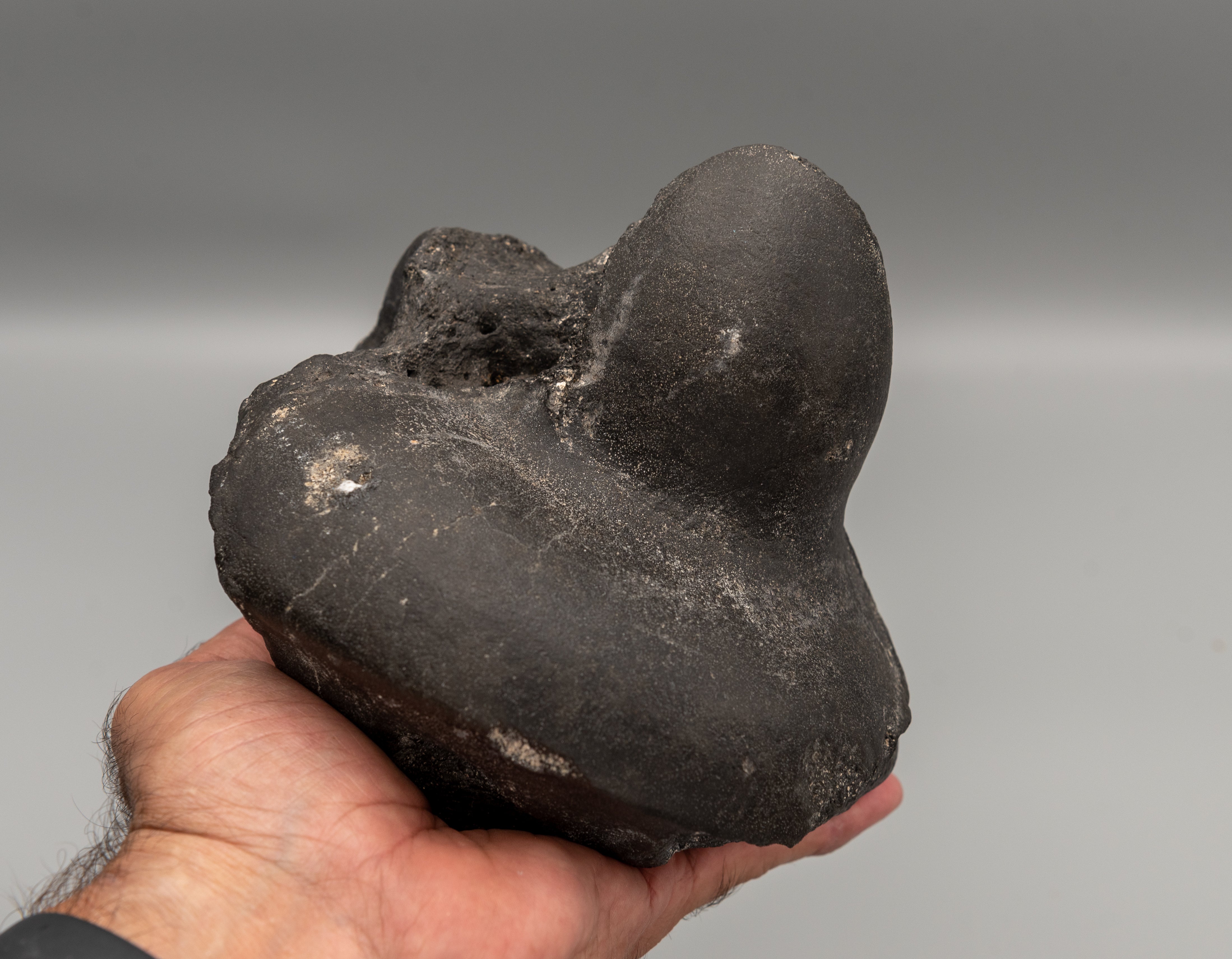 Eremotherium Fossil Giant Sloth Astralagus & Navicular