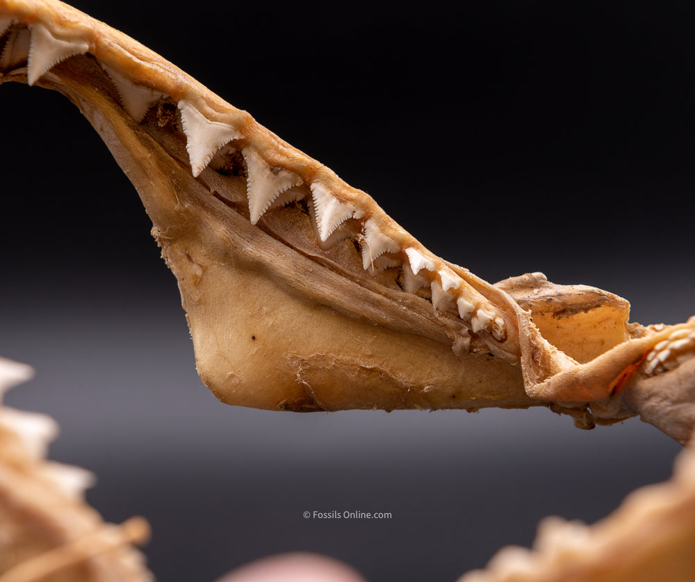 Great White Shark Jaw w/DATA