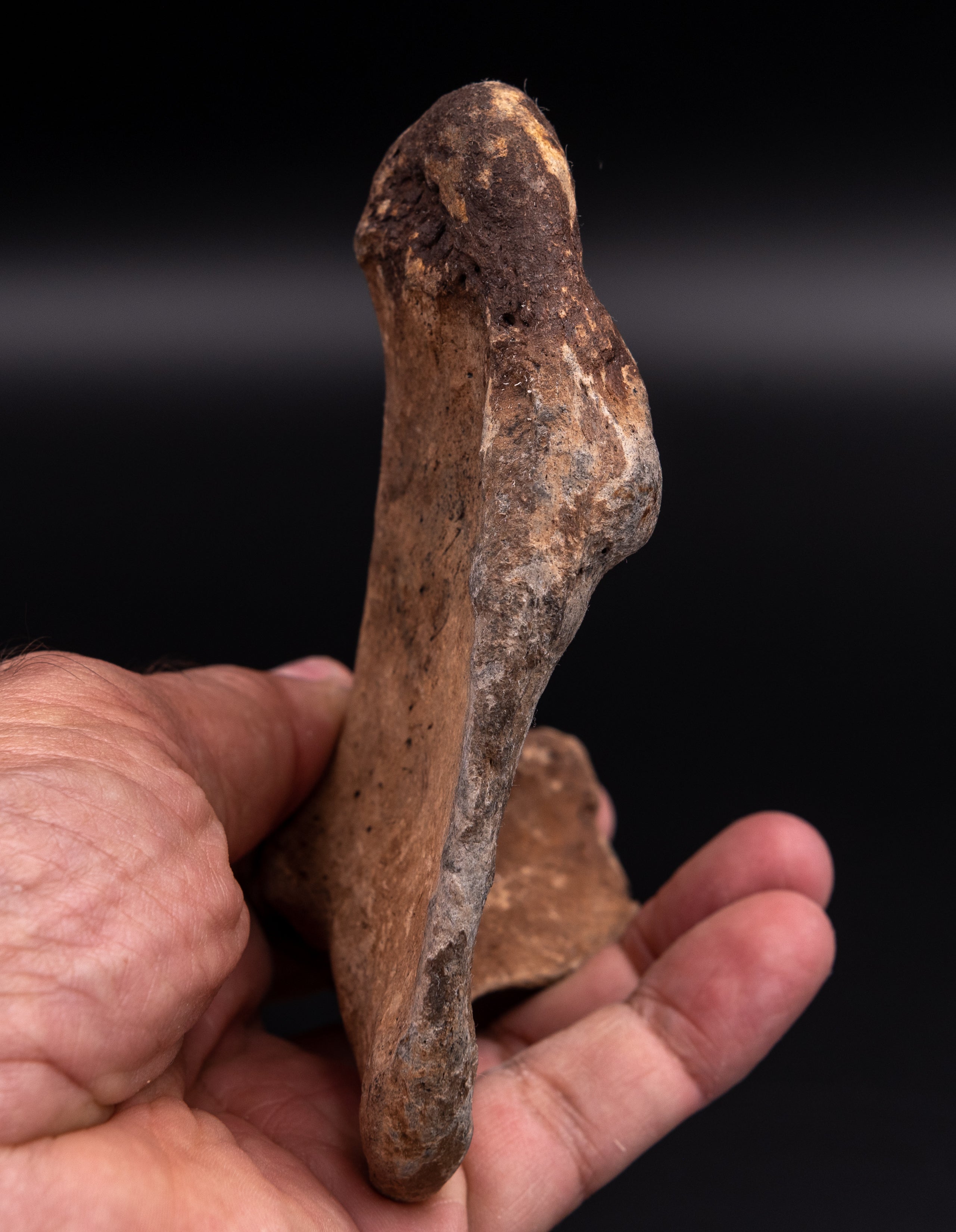 Rare Megalonyx Calcaneus Florida Fossils
