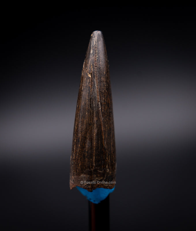 Judith River Genuine Serrated Tyrannosaur Tooth 1.55"