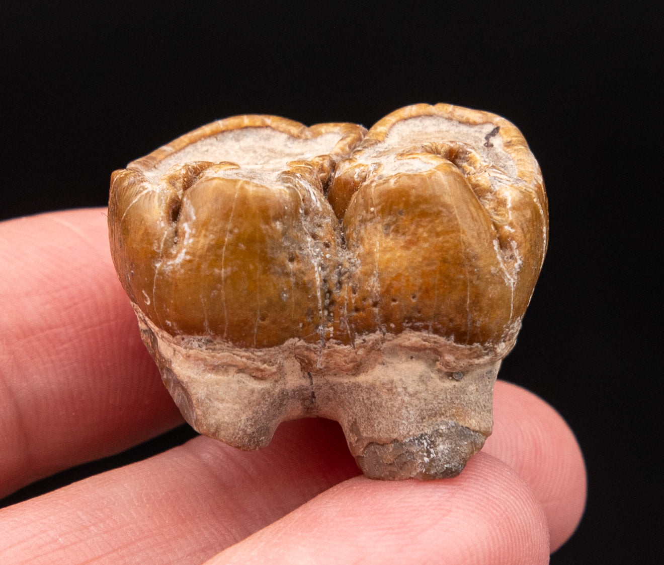 Fossil Dugong Tooth Gainesville Creek