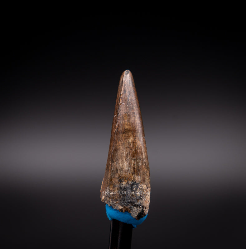Tyrannosaur Tooth front