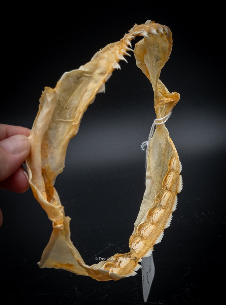 Sixgill Shark Jaw w/DATA