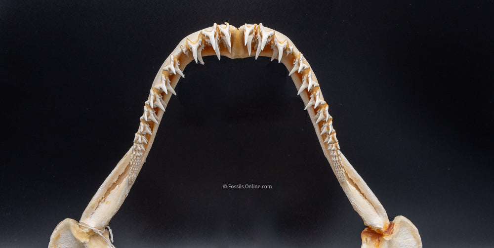 Sandtiger Shark Jaw w/DATA