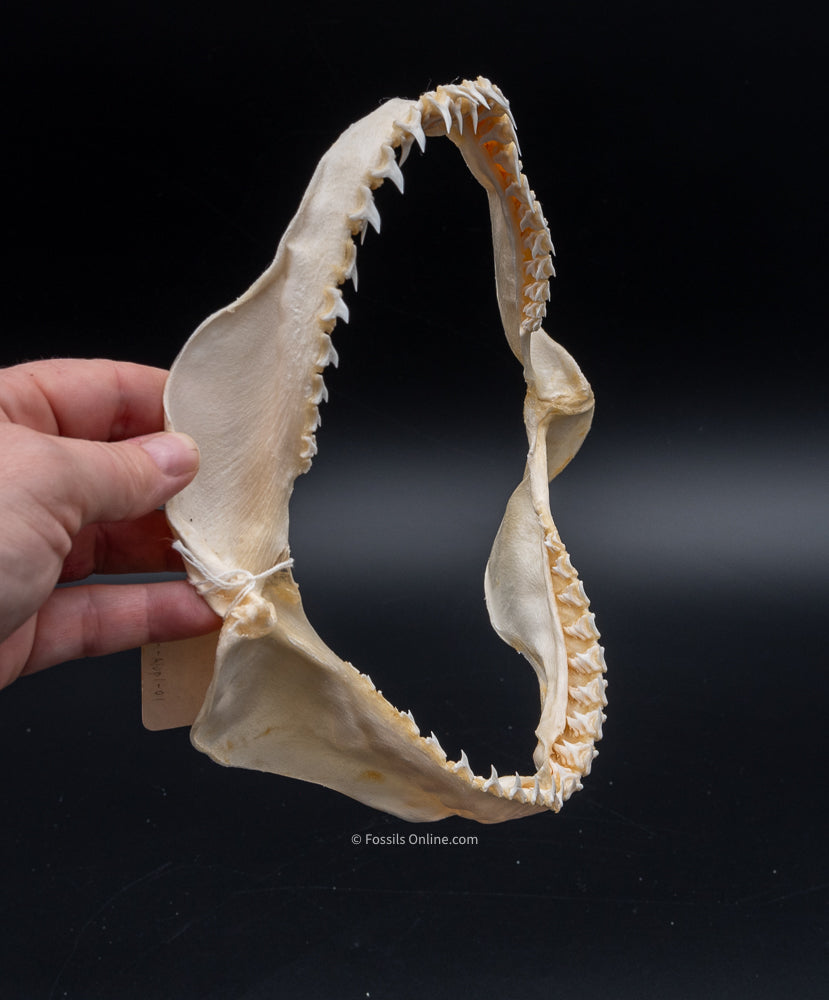 Bigeye Thresher Shark Jaw w/DATA