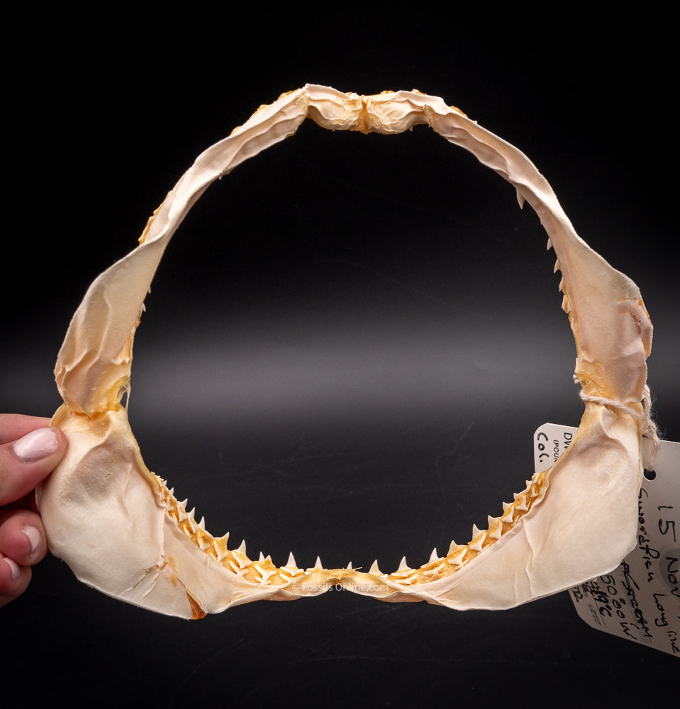 Bigeye Thresher Jaw back 2