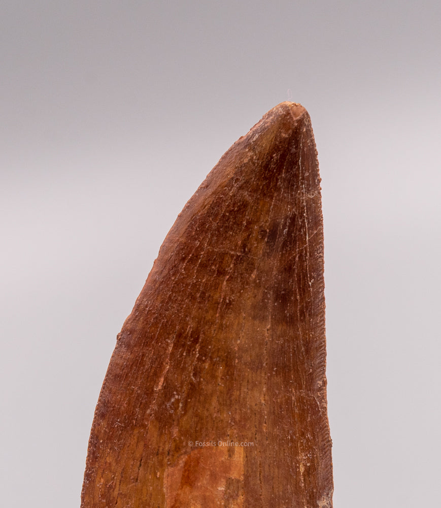 Carcharodontosaurus Tooth not T. rex. Theropod Dinosaur