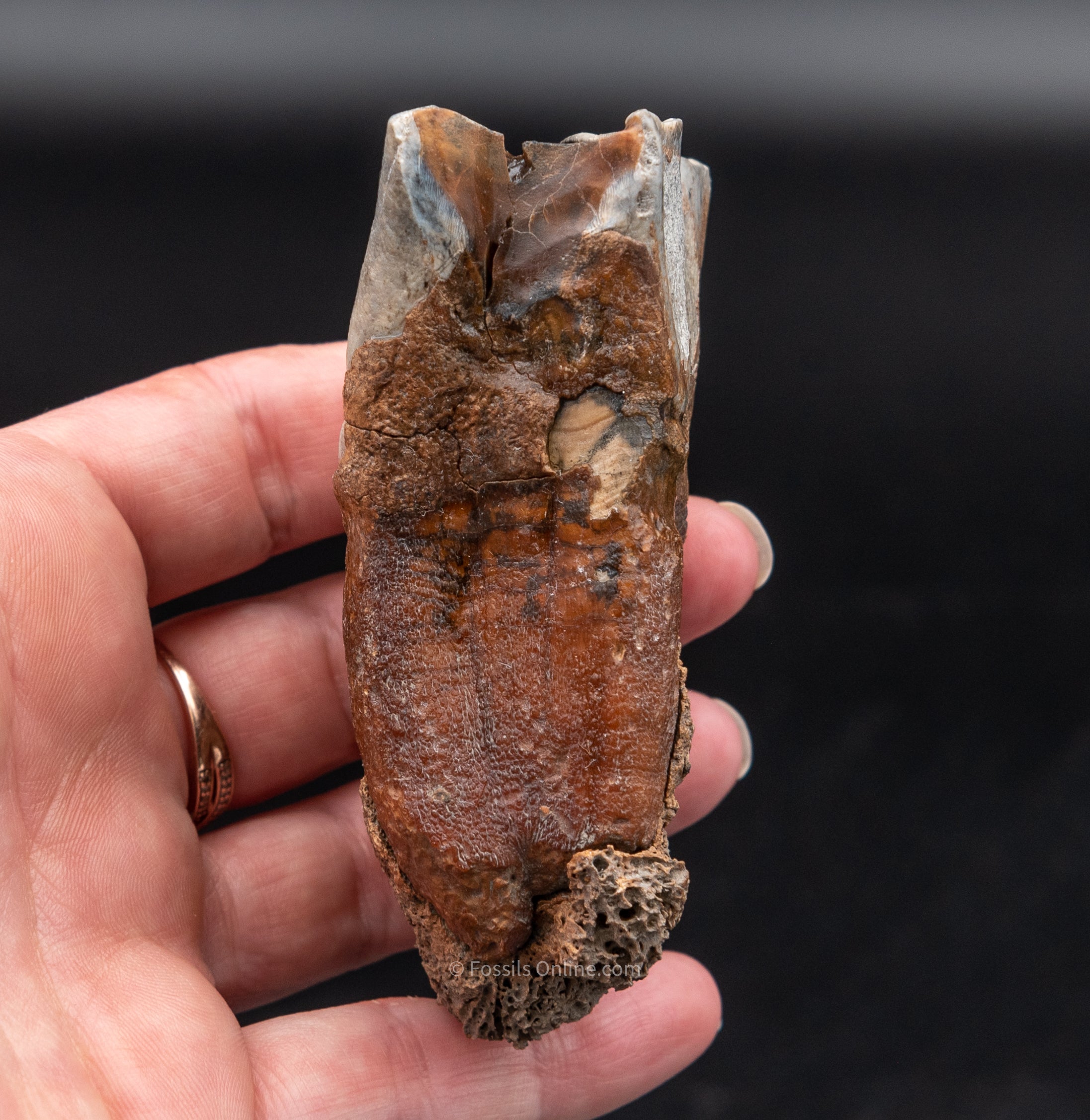 Fine Woolly Rhino Tooth w/ Roots Siberia