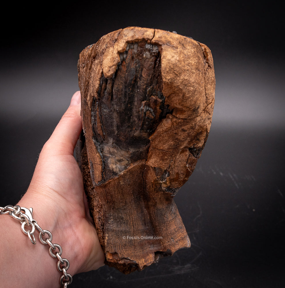 Rooted Mammoth Tooth in a Jaw from Siberia