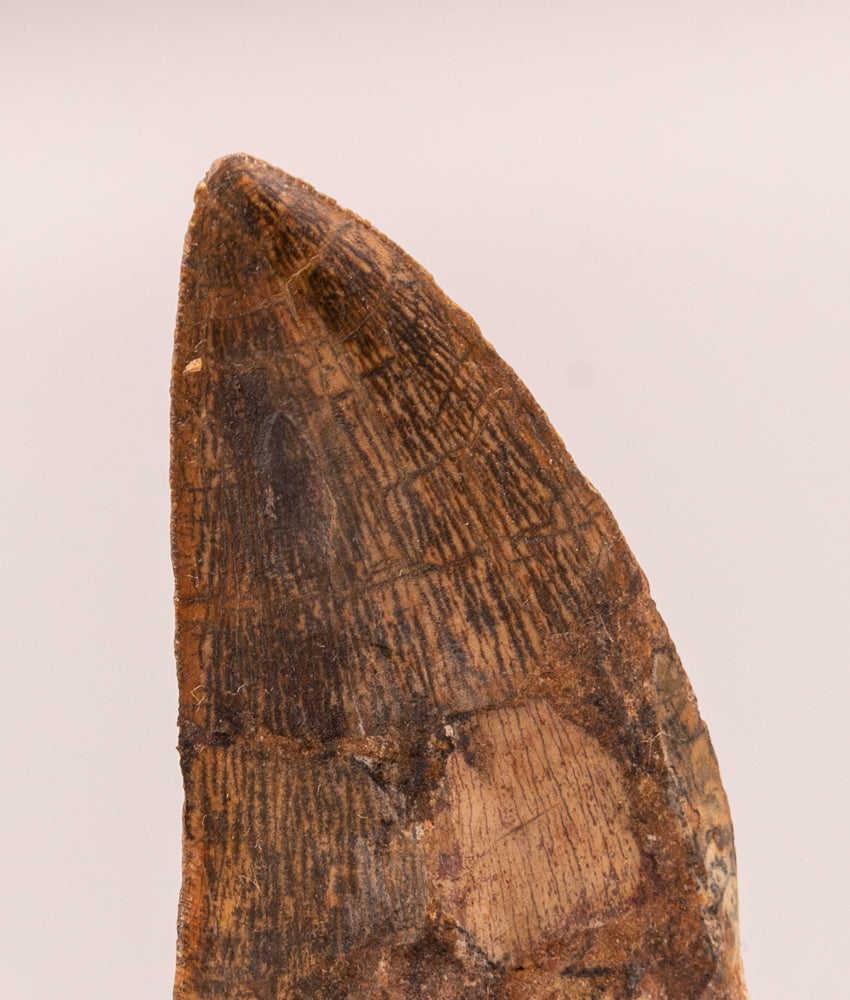 Carcharodontosaurus Tooth  not T. rex. Theropod Dinosaur